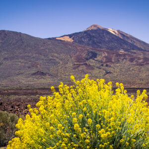 Mr. BikeTeide Tour Ticket
