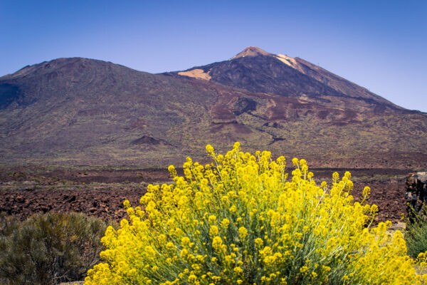 Mr. BikeTeide Tour Ticket