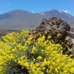 Mr. BikeTeide Tour Ticket - Imagen 6